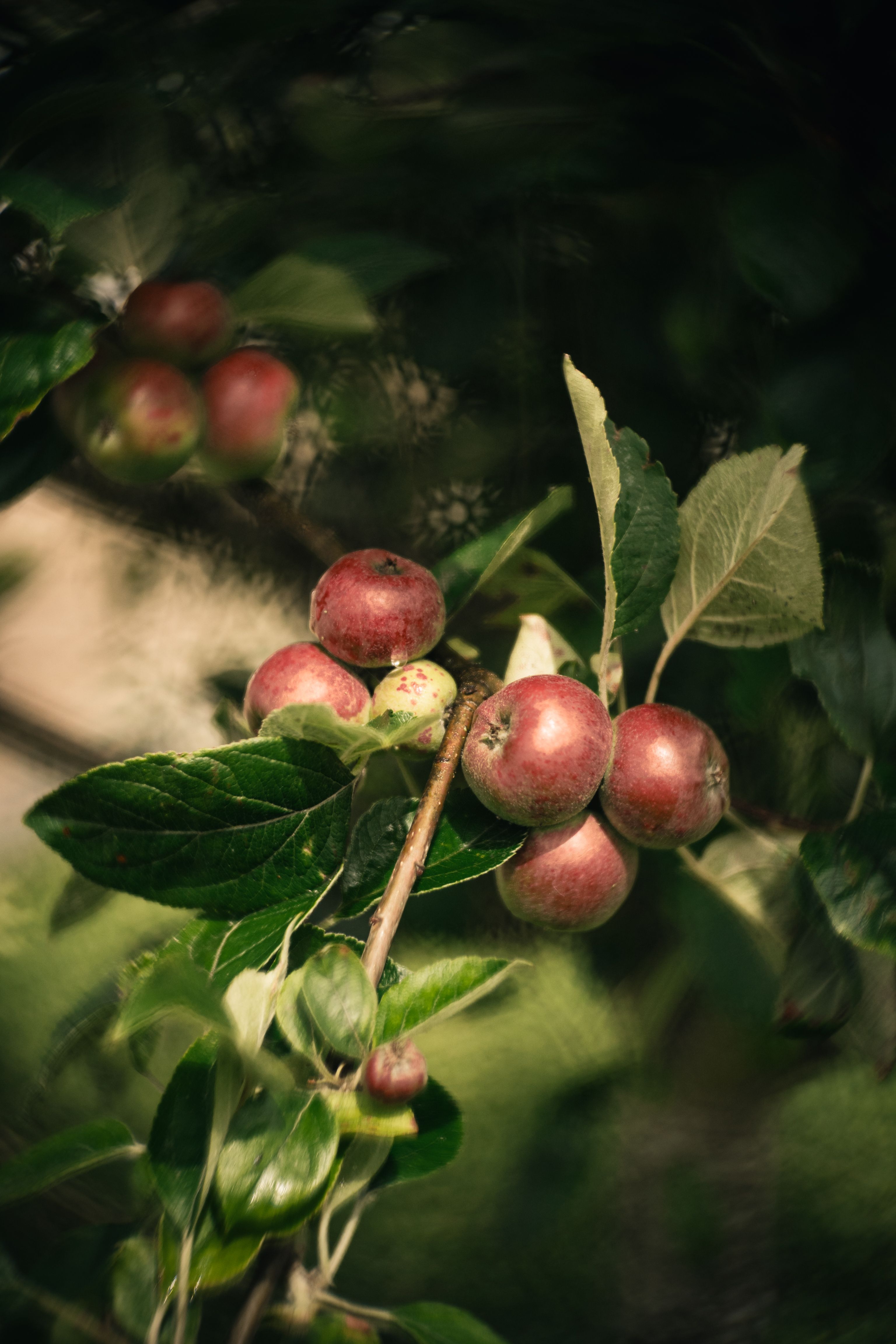 Detailed shot of ripe apples hanging on a tree branch in Porto, Portugal, showcasing lush greenery.