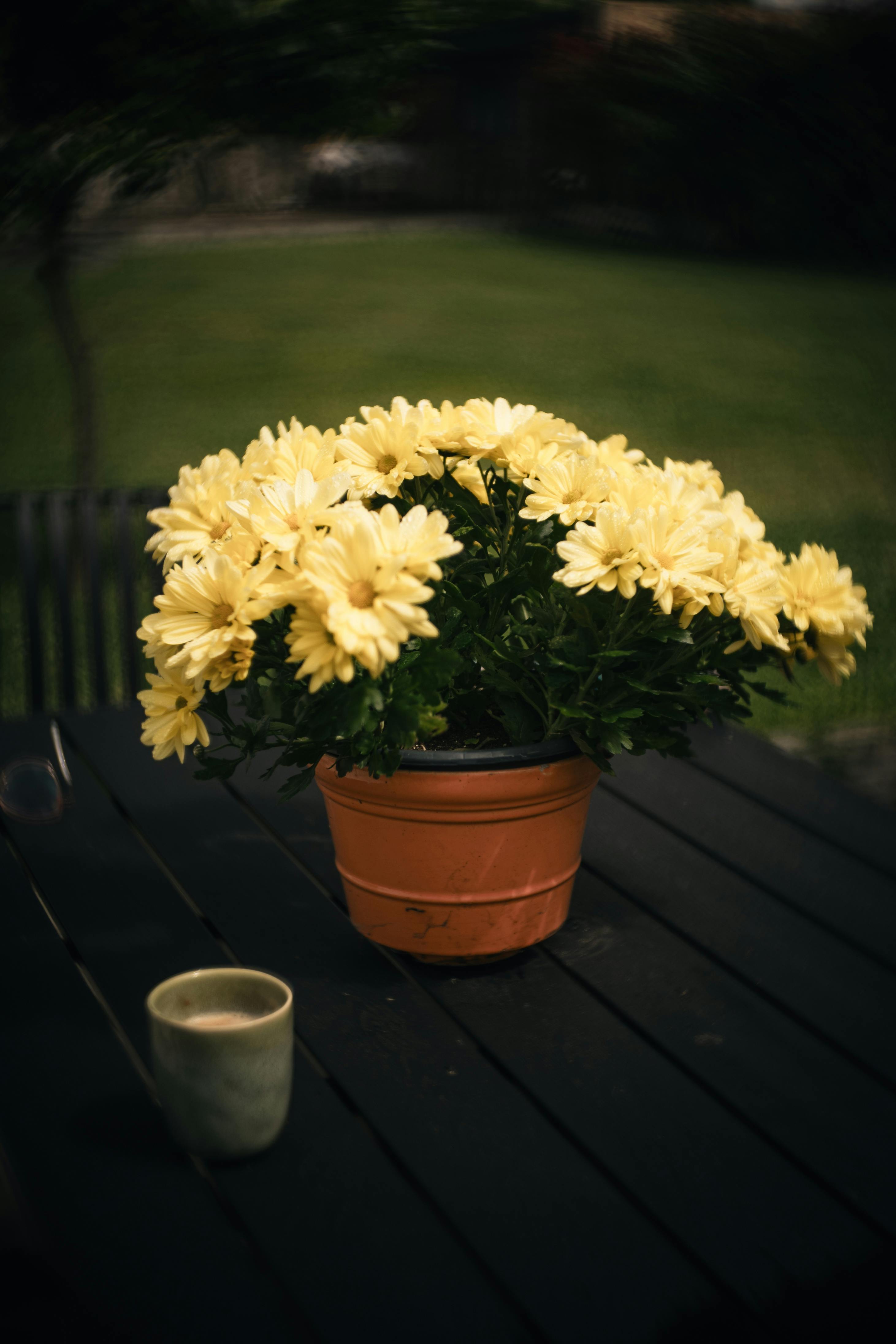 A vibrant terracotta pot of yellow chrysanthemums on a patio table with a blurred green garden backdrop.