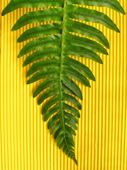 Free stock photo of big leaf, colorful, dark green