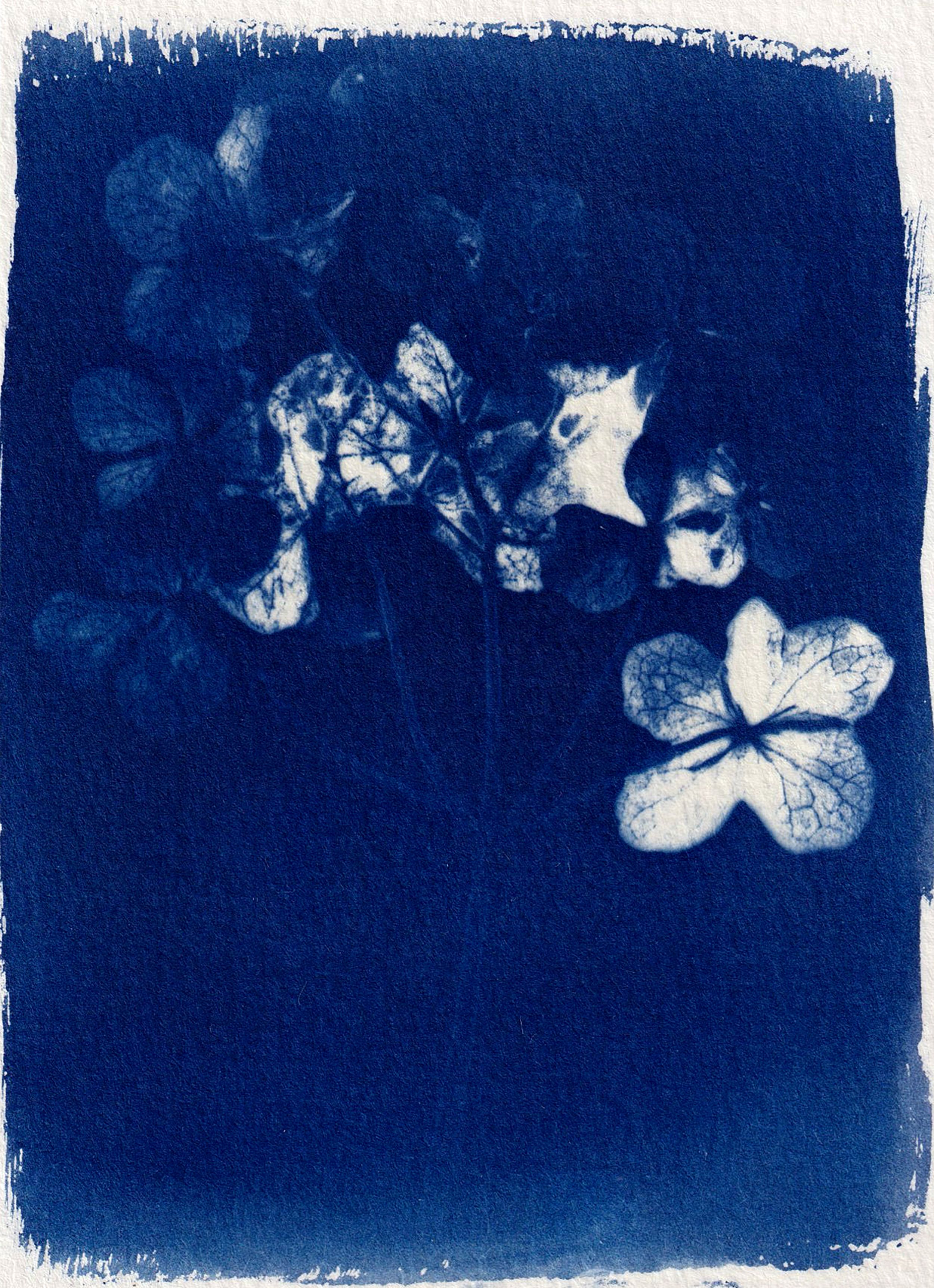 A vintage-style cyanotype print featuring delicate floral elements with intricate textures.