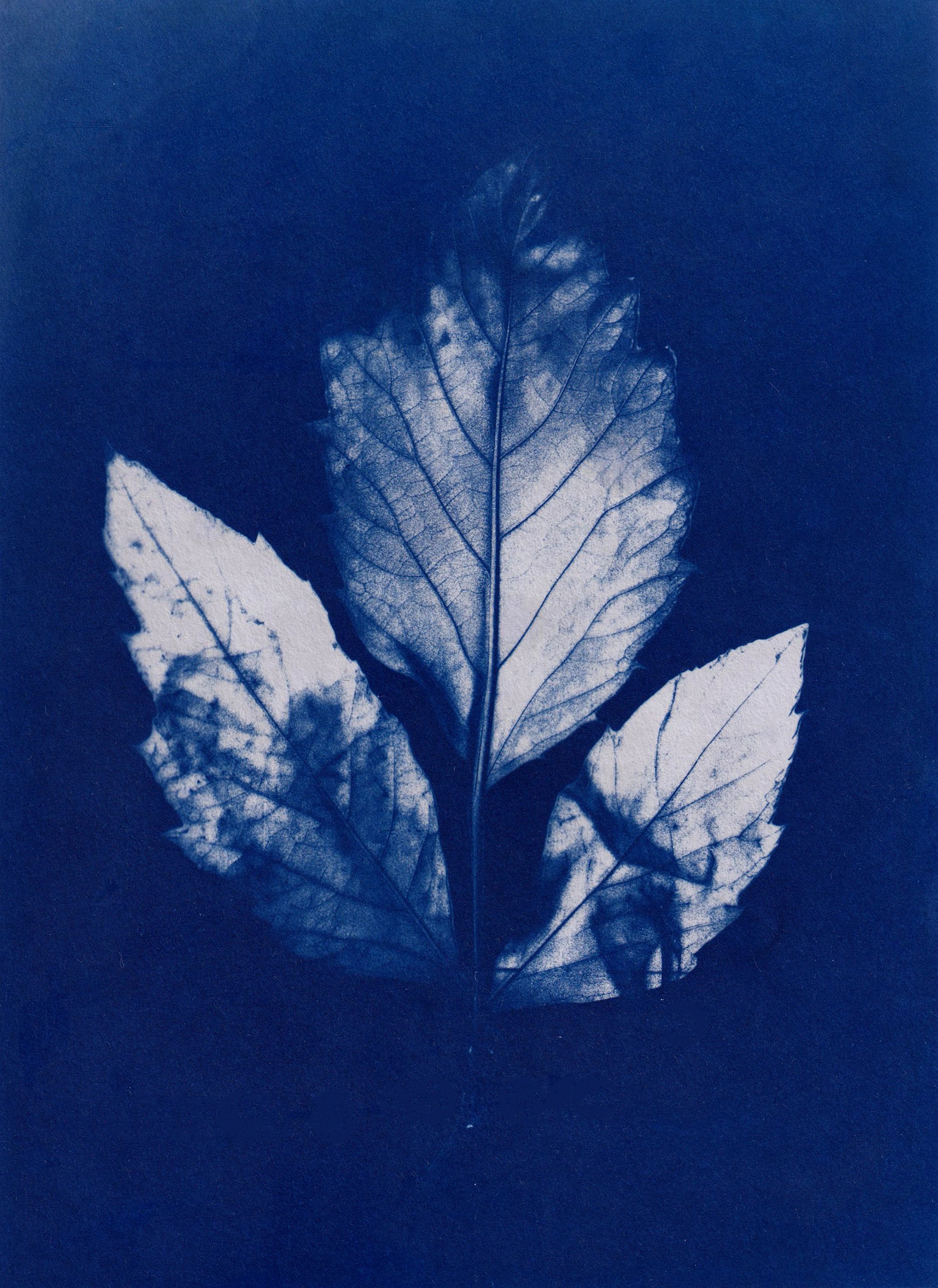 Cyanotype print featuring three leaves in blue and white tones, highlighting natural details.