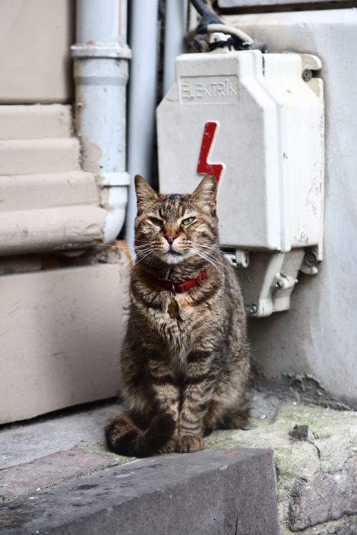 Free A serious-looking tabby cat with a red collar sits near an electrical box outdoors. Stock Photo