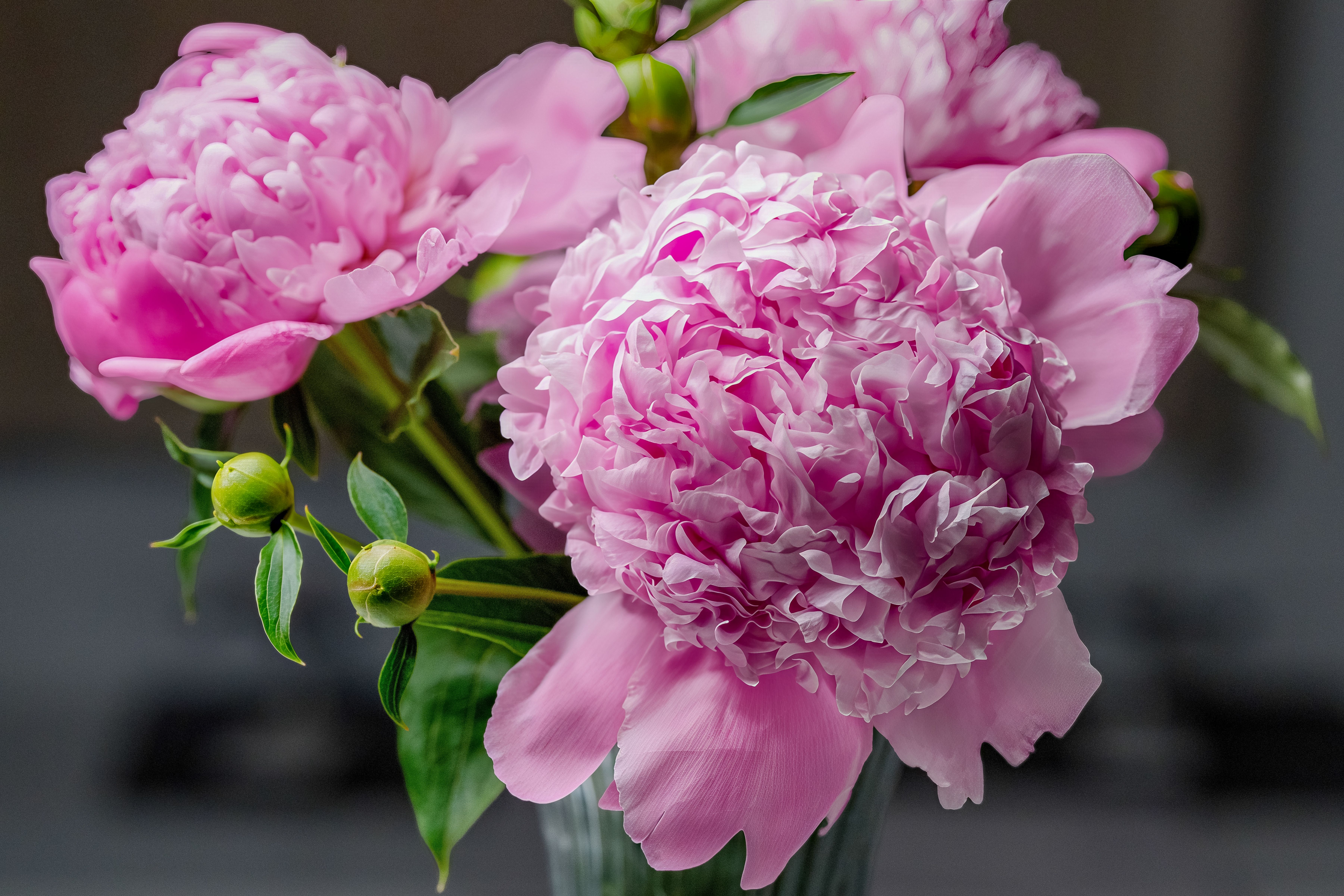Close-up of vibrant pink peonies in full bloom, captured indoors. Perfect for spring decor ideas.