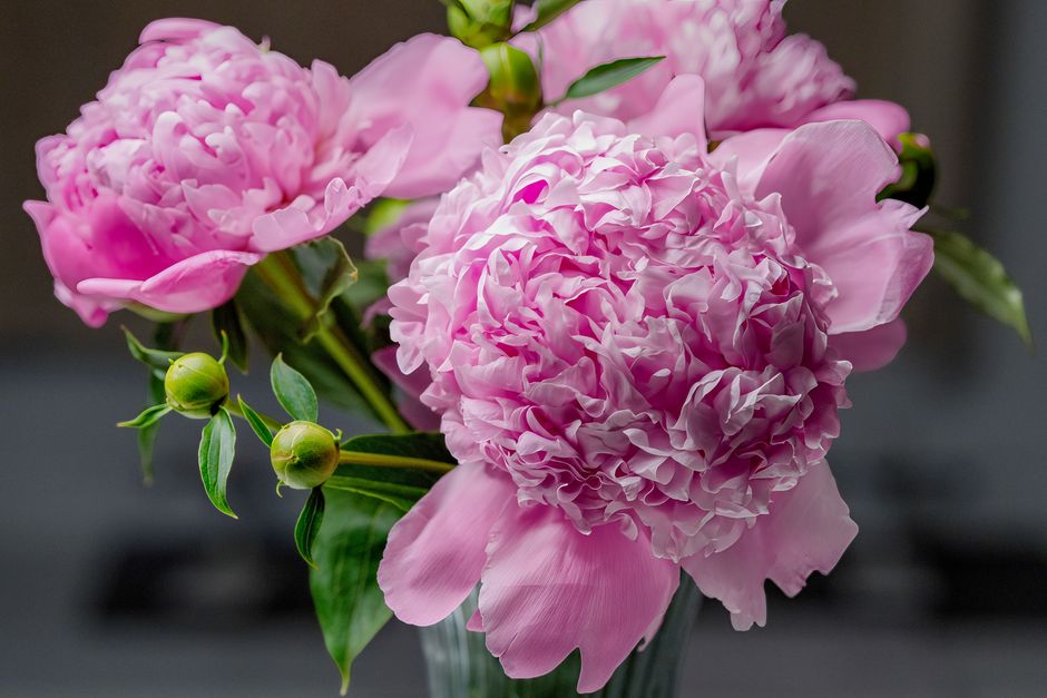 Close-up of vibrant pink peonies in full bloom, captured indoors. Perfect for spring decor ideas.