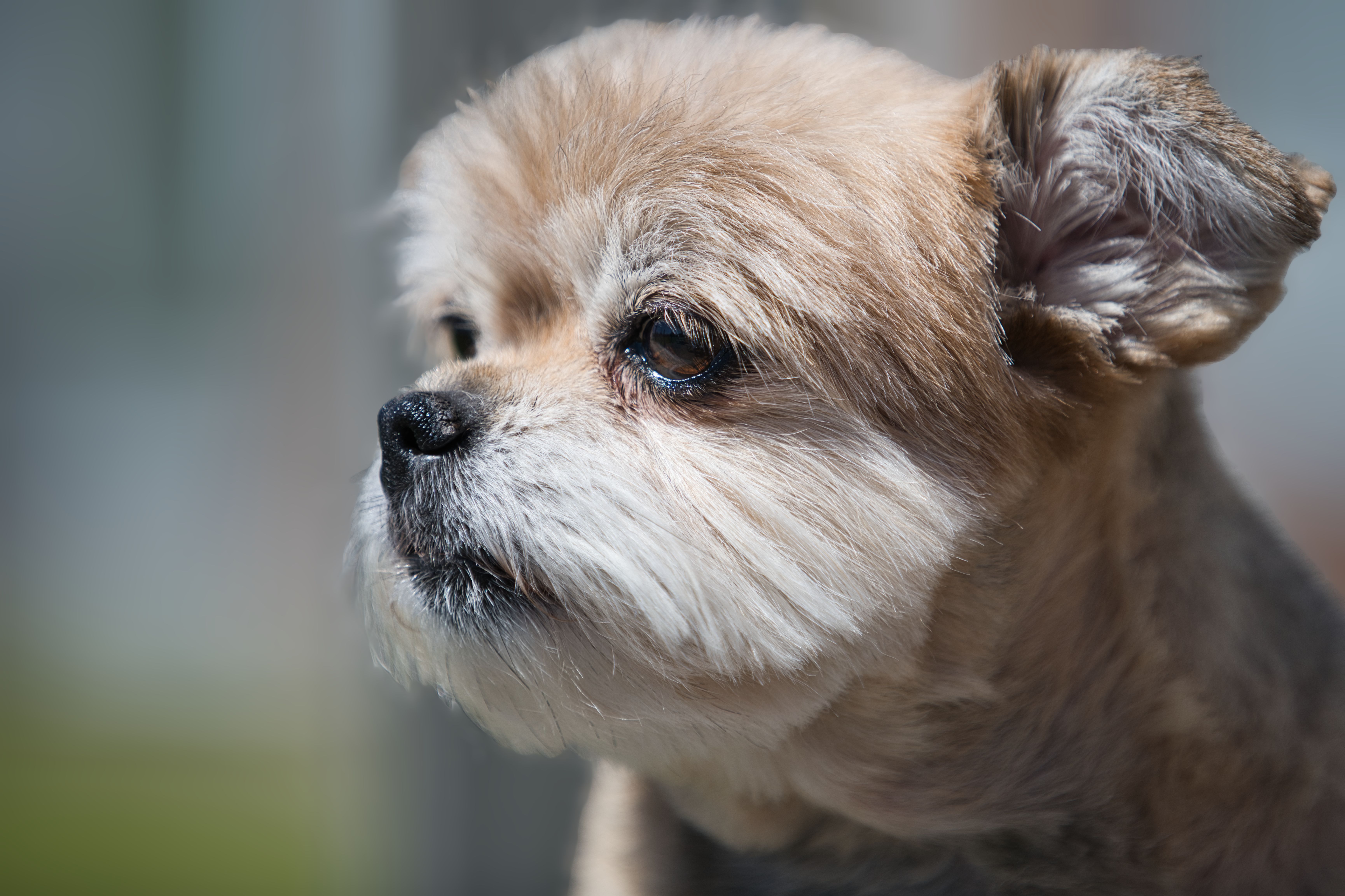 Veterinary care for a dog