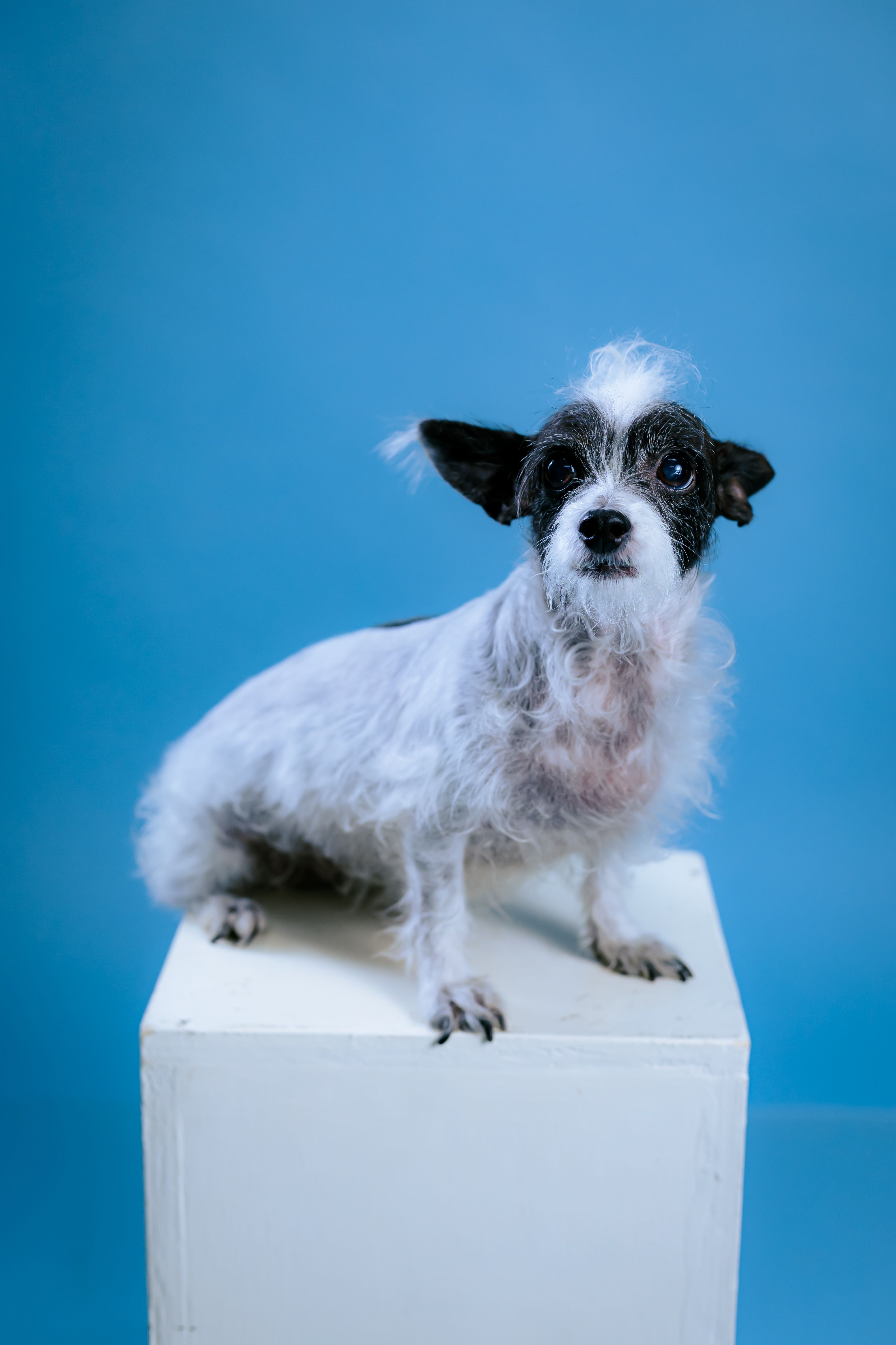 Adorable Chinese Crested dog sits on a white box against a blue background.