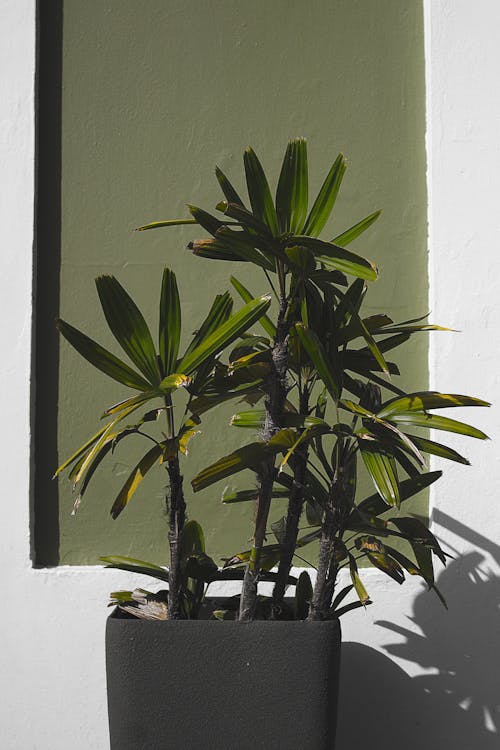 Bezpłatne Zielona Roślina Na Czarnym Garnku Zdjęcie z galerii
