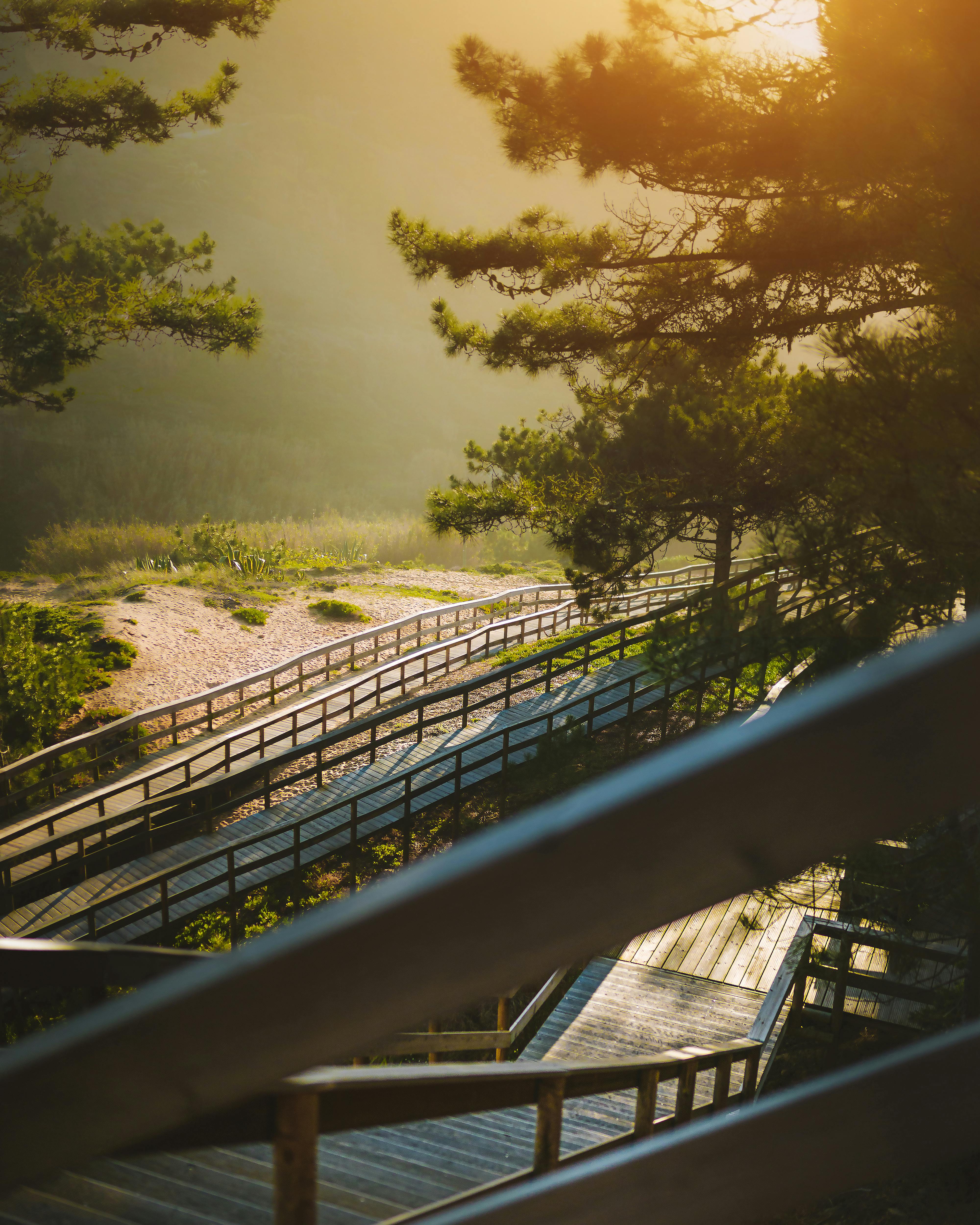 日出时分，一条宁静的木板路穿过薄雾森林，金色的光芒透过树林洒落下来
