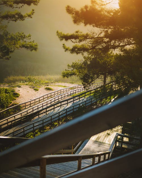 Groene Bomen En Grijze Metalen Balustrades Onder De Zon