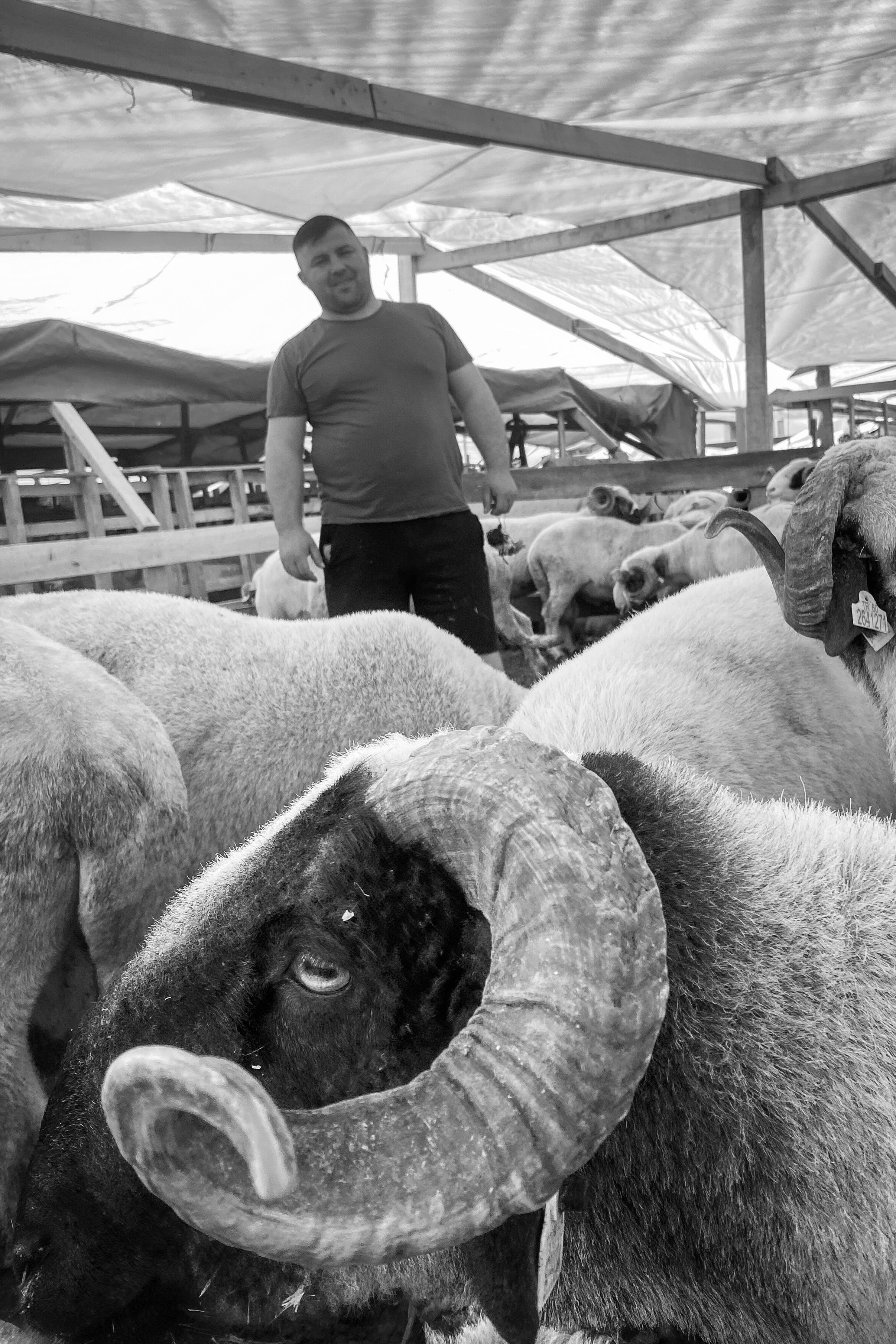 A man stands among sheep with large horns under a canopy, in a black and white setting.