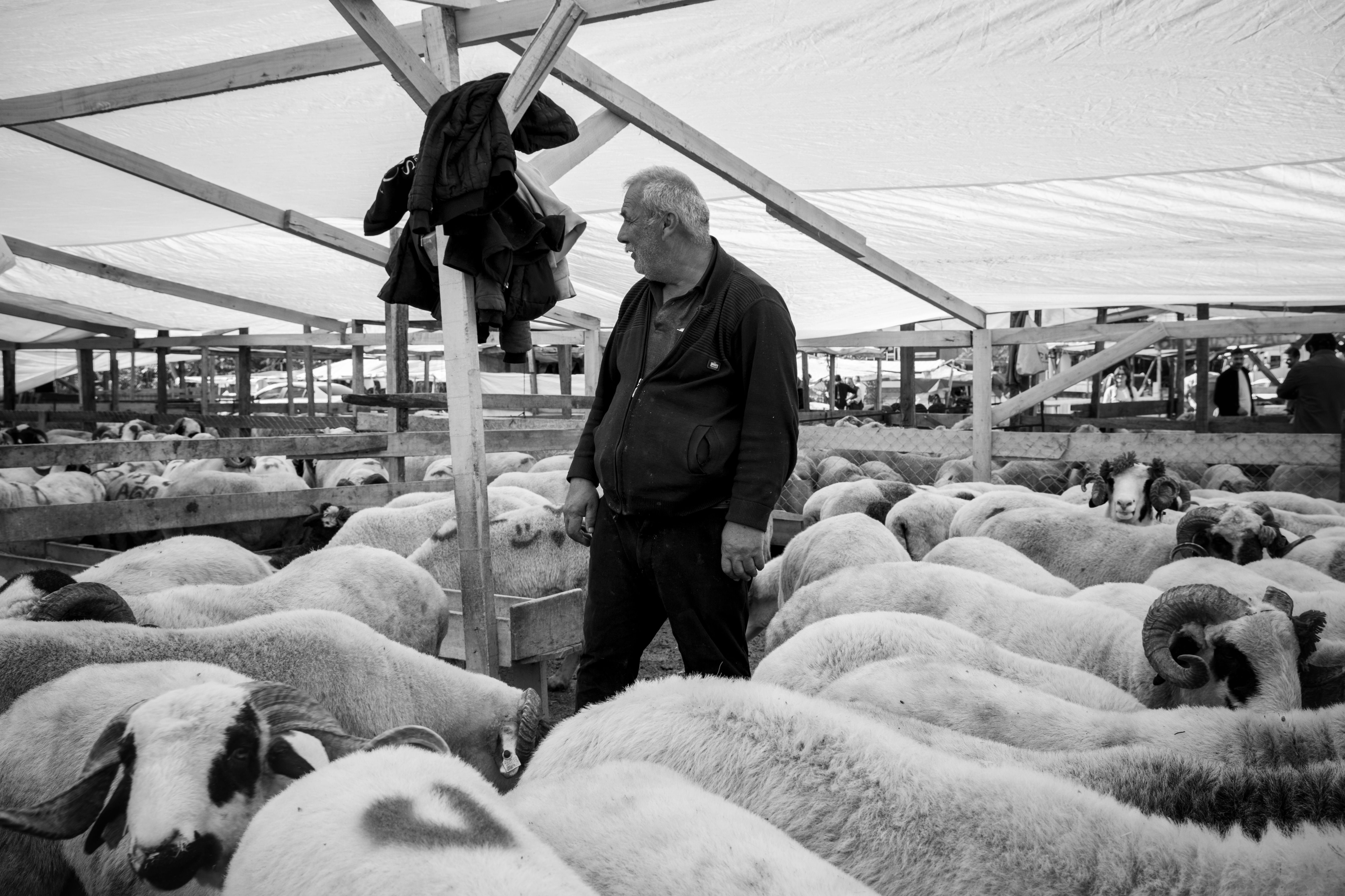 A farmer stands among sheep in an open market pen. Black and white imagery.