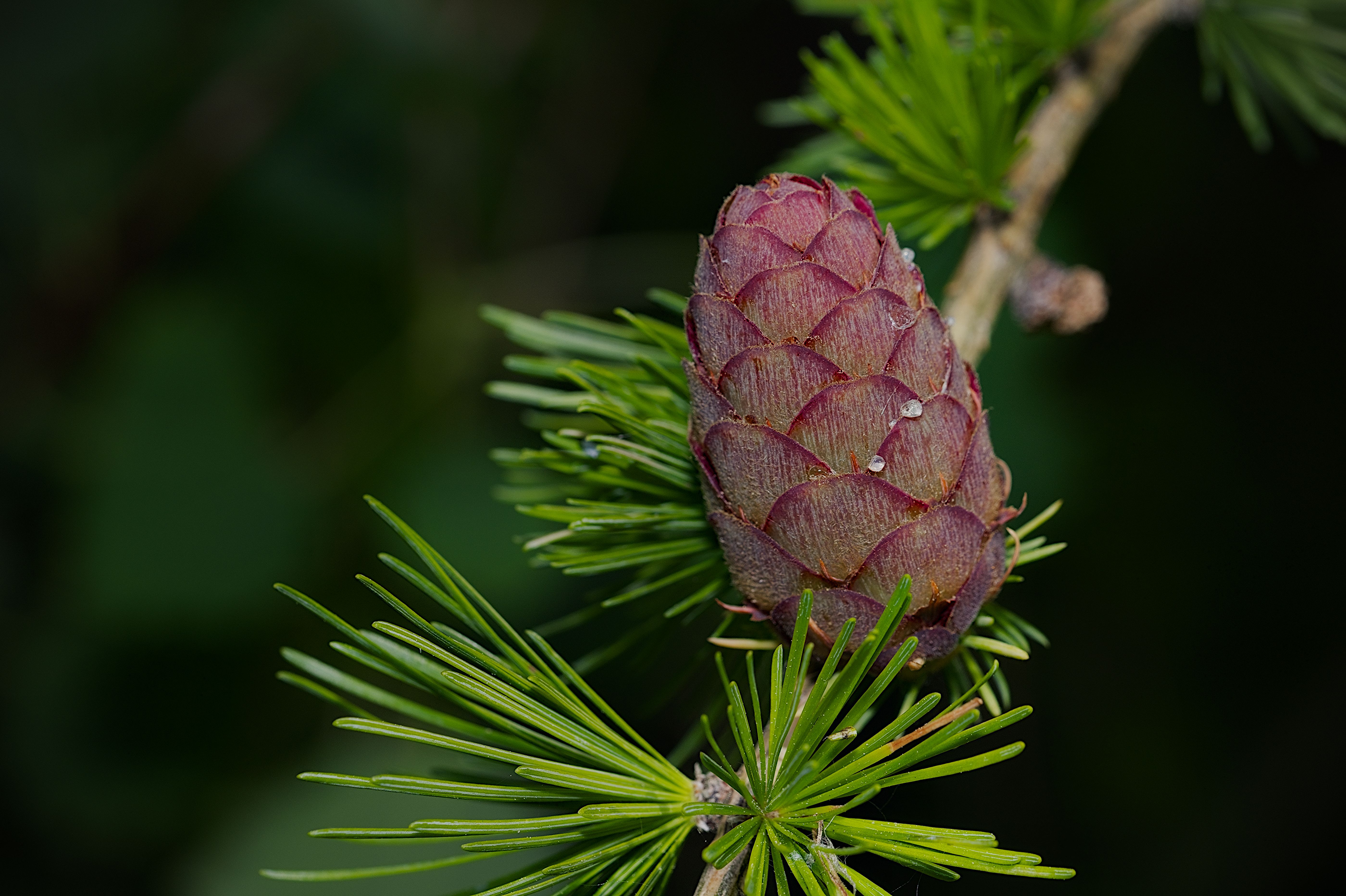 Detailed shot of a pine cone with lush green needles, showcasing nature's beauty.