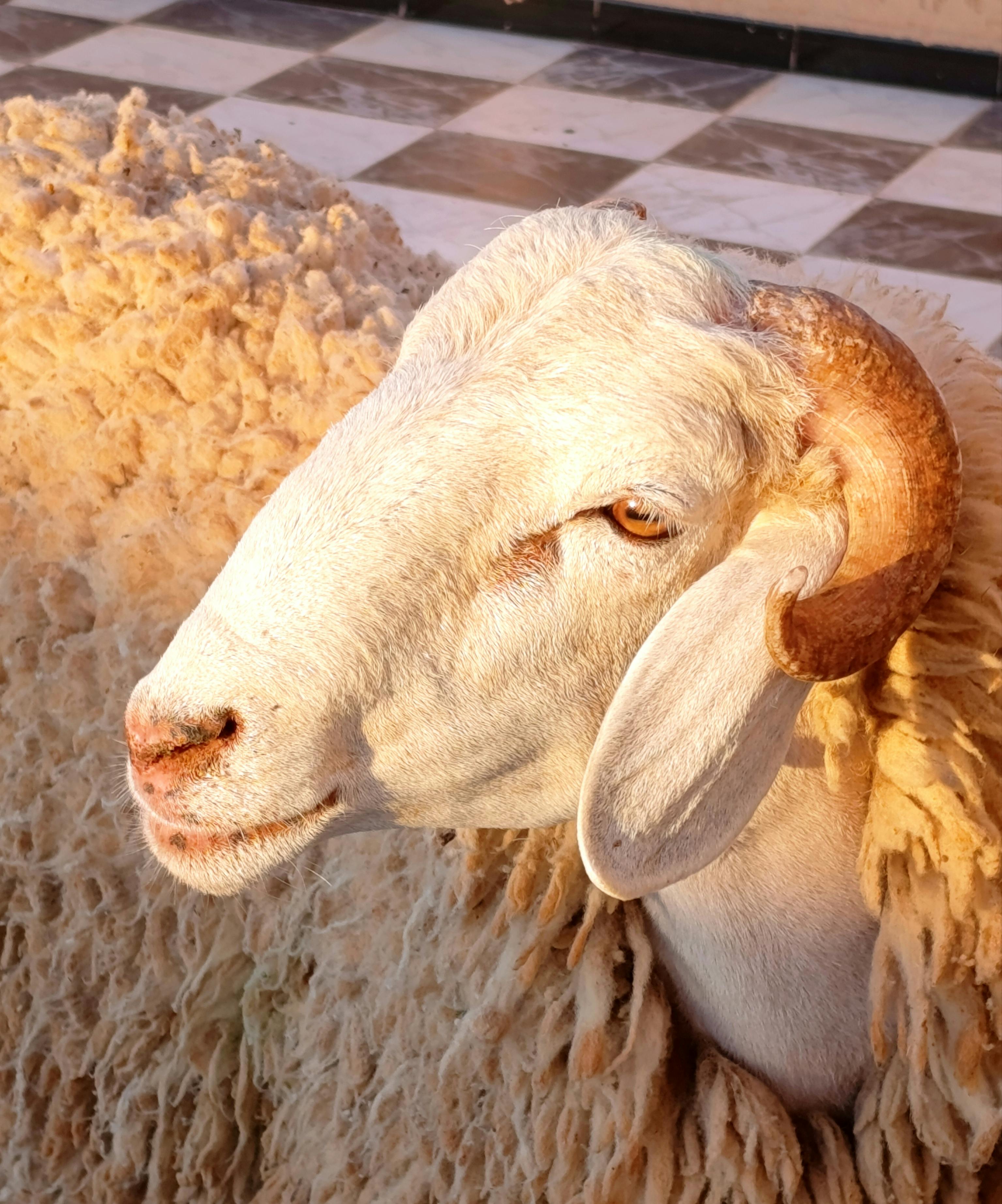 Detailed photo of a Merino sheep with curly wool and horn on a sunny day indoors.