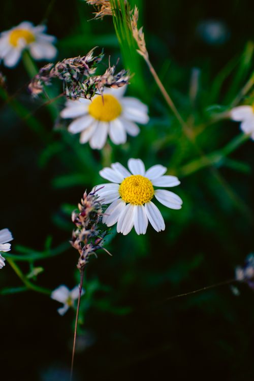 Free Vivid close-up image of daisies blooming in a lush green meadow. Stock Photo