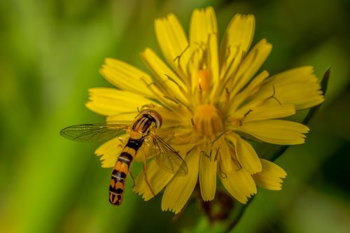 Free Macro photograph of a hoverfly pollinating a vibrant yellow dandelion in Valencia, Spain. Stock Photo