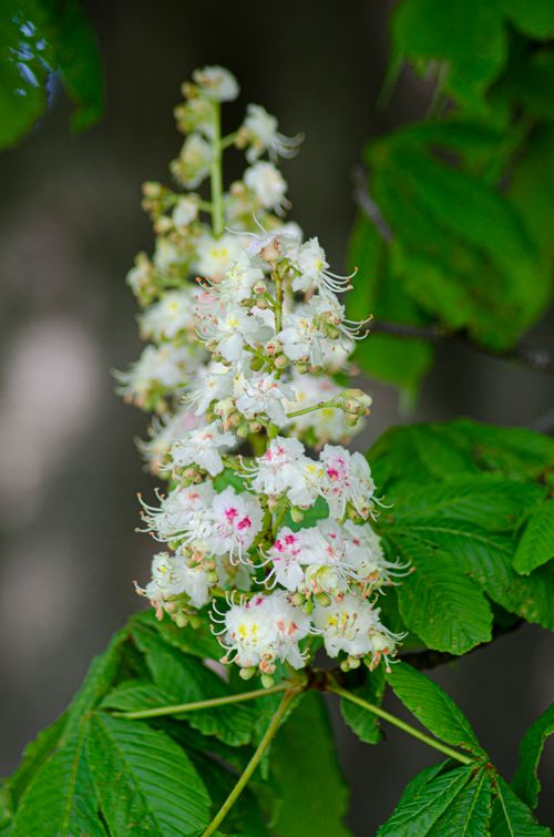 Free Close-up of white horse chestnut flowers with green leaves in natural light. Stock Photo