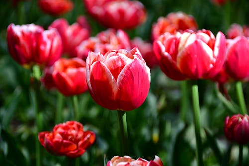 Free stock photo of beautiful flower, beautiful tulips, garden