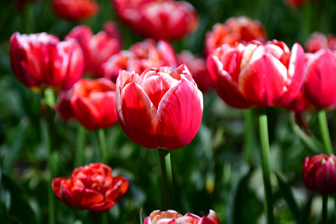 Photos gratuites de belle fleur, belles tulipes, fleurs rouges