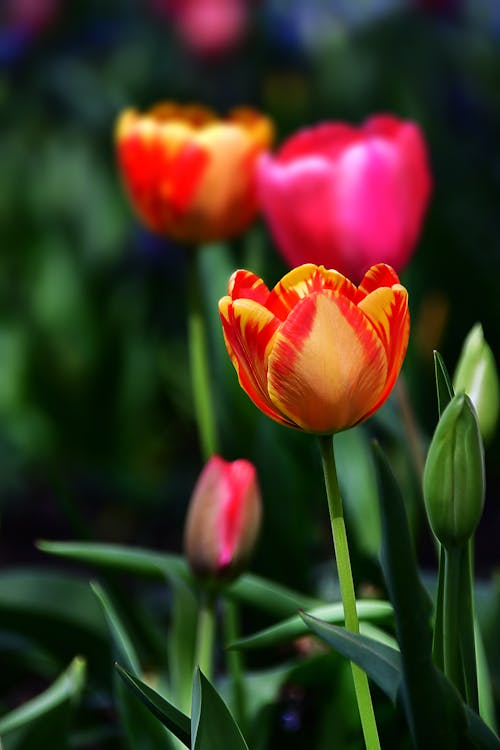 Pomarańczowe Tulipany W Rozkwicie