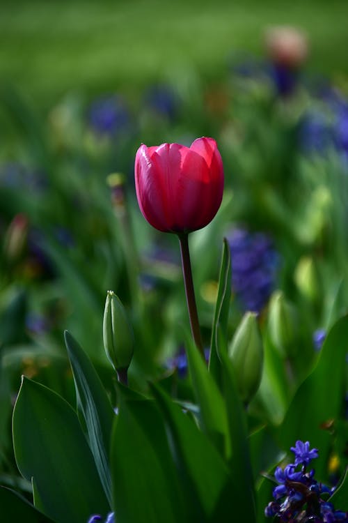 Free stock photo of beautiful, beautiful flower, flower