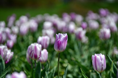 Ảnh lưu trữ miễn phí về đẹp, hoa, hoa tulip