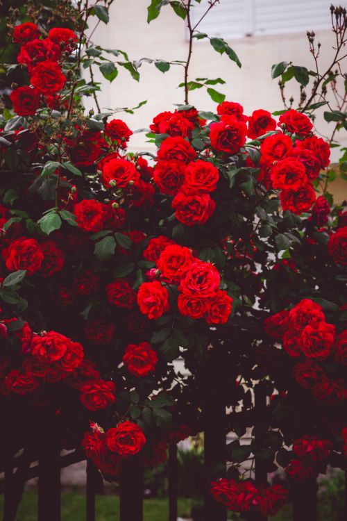 Free Abundant red roses blooming vividly in a garden setting in Ohrid, North Macedonia. Stock Photo
