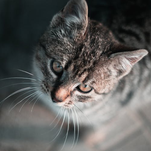 Ücretsiz Yakın çekim Fotoğrafında Kahverengi Tekir Kedi Stok Fotoğraflar