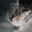 一只虎斑猫的详细肖像，眼睛明亮，胡须明显