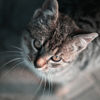 marek's cat profile photo — Aleksa Kalajdzic on Pexels