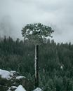 白雪覆盖的森林中，一棵孤独的松树矗立着，云雾缭绕，构成一幅戏剧性的冬日景象