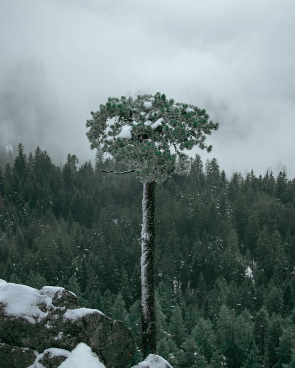 Green Tree Beside Snow Capped Rock