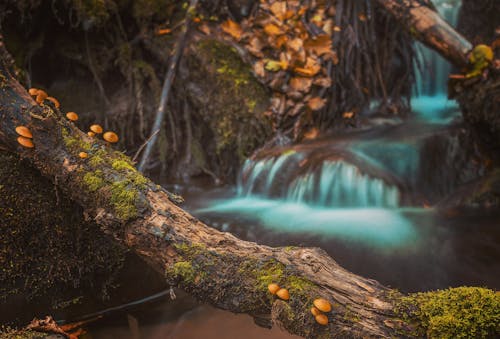 Mushroom On Brown Tree Log