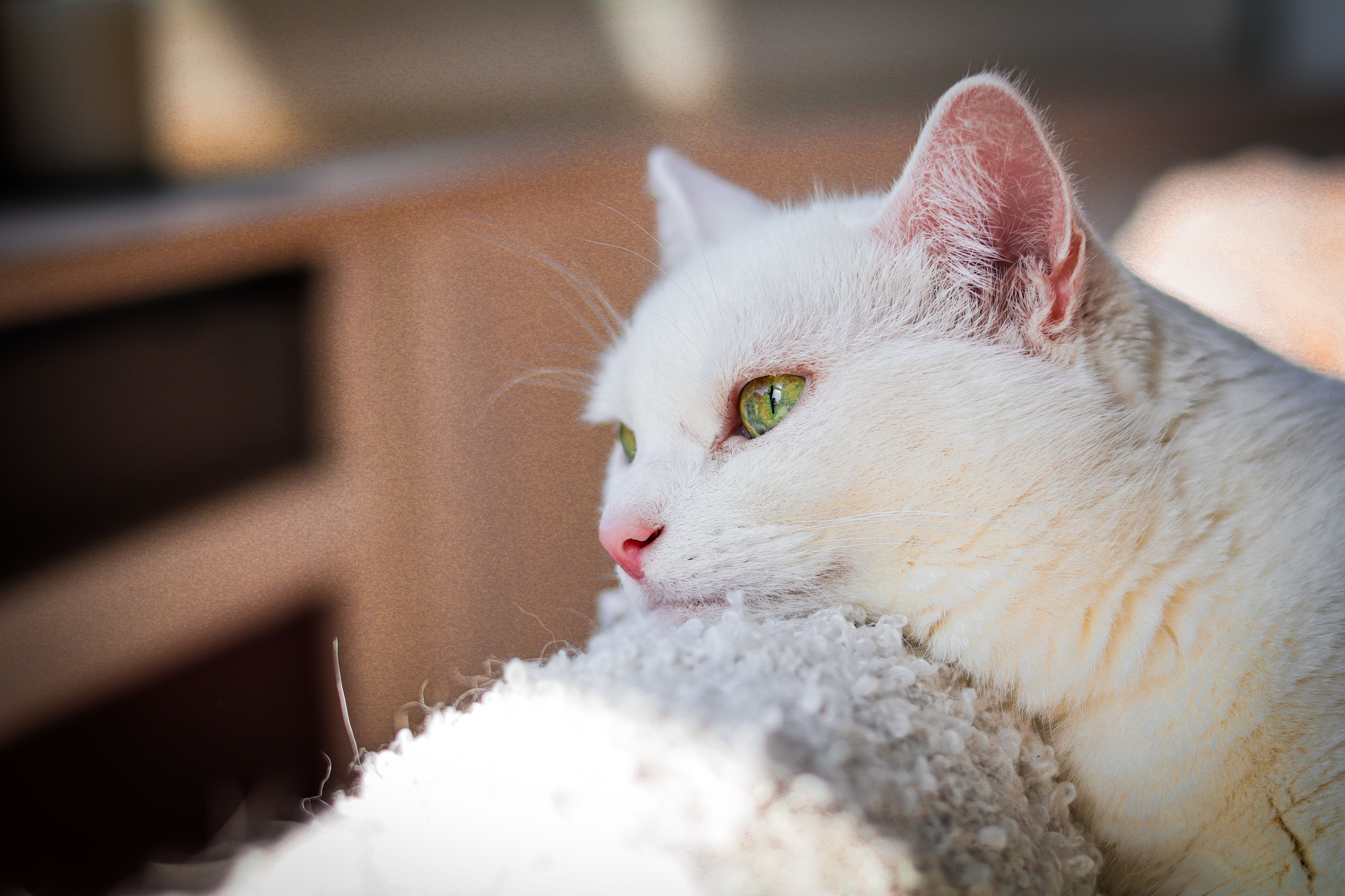 A serene white cat with vivid green eyes lounges in soft sunlight, illustrating how pet dander and sleep allergies originate from even the cleanest pets.