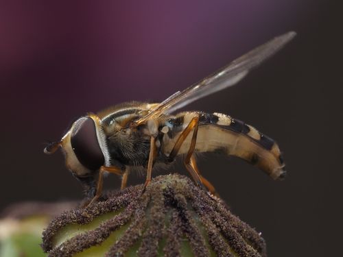 Free Detailed macro shot of a hoverfly perched on a flower bud, displaying intricate wing and body patterns. Stock Photo