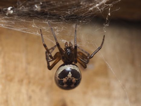 Detailed macro shot of a brown house spider on its web showing intricate patterns and textures.