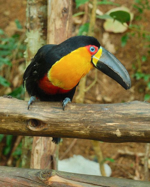 Free Vibrant Channel-billed Toucan resting on a wooden railing in a lush Brazilian forest setting. Stock Photo