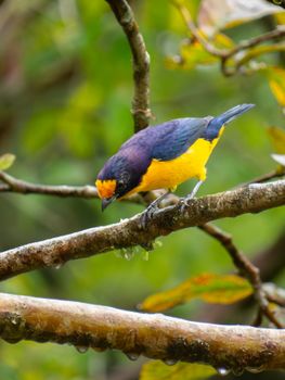 bird photo