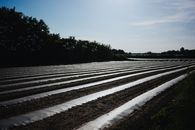 A wide view of an asparagus field with plastic covers under a bright cloudy sky.