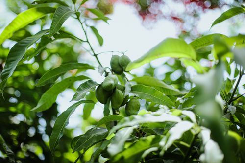 Free Close-up of green mangoes hanging from a dense leafy tree branch in sunlight. Stock Photo