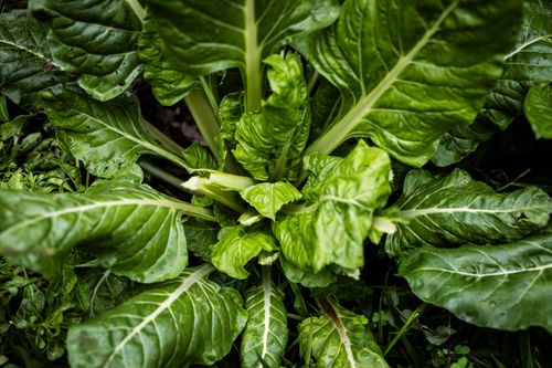 Free Top view of vibrant green Swiss chard in a garden, showcasing its fresh leaves. Stock Photo