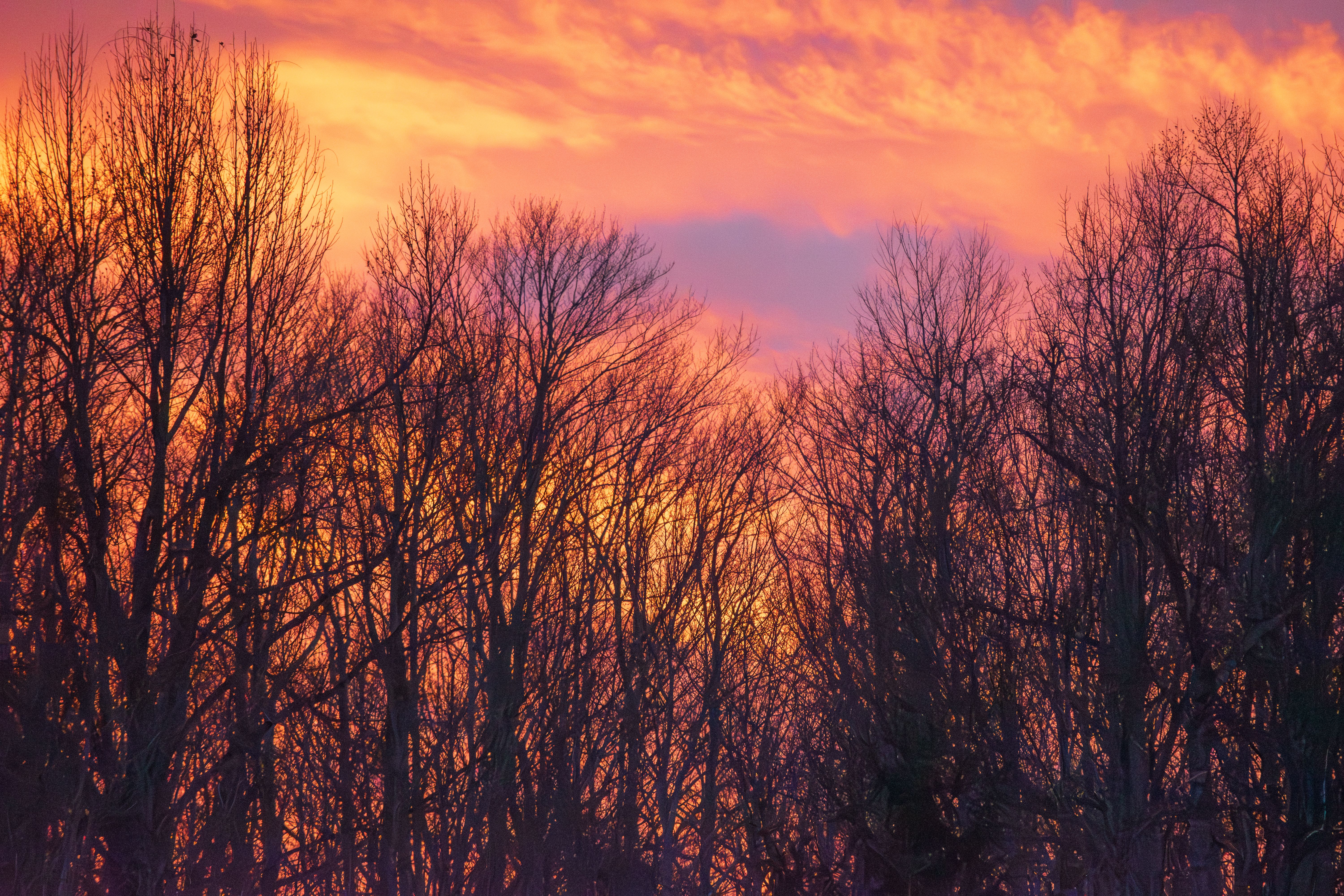 Vibrant Winter Sunset Through Bare Trees · Free Stock Photo
