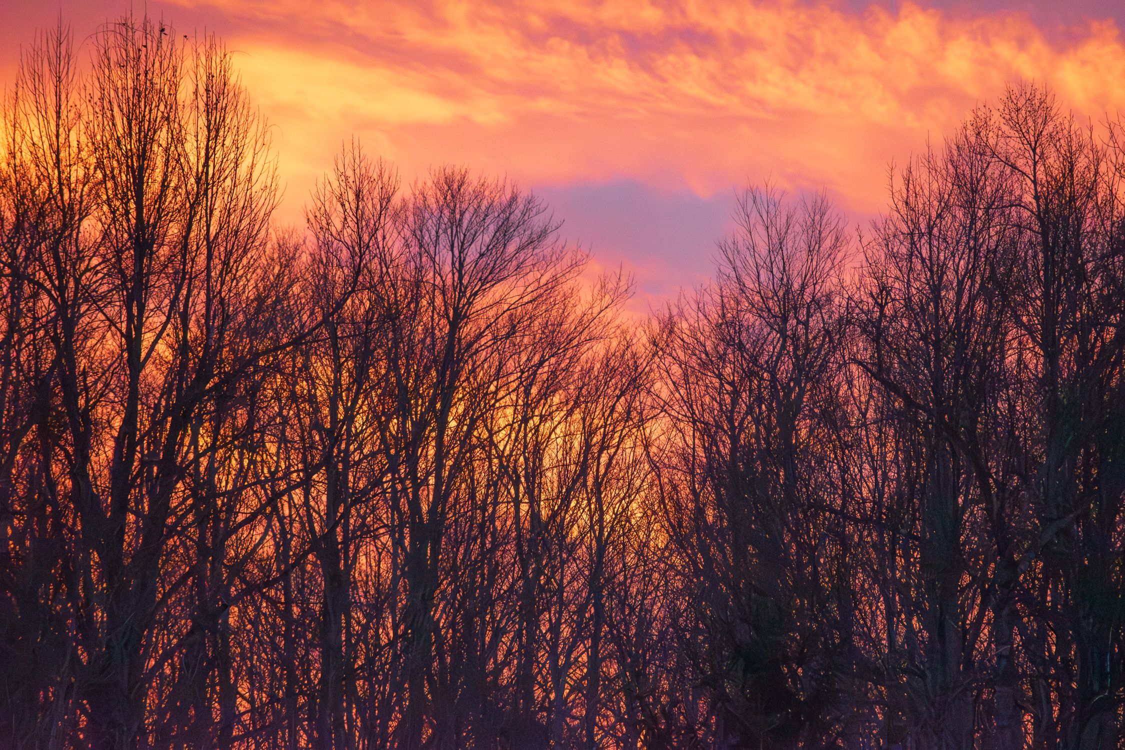 Vibrant Winter Sunset Through Bare Trees · Free Stock Photo