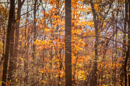 Free Capture the beauty of autumn's vibrant foliage in a sunlit forest scene perfect for seasonal inspiration. Stock Photo