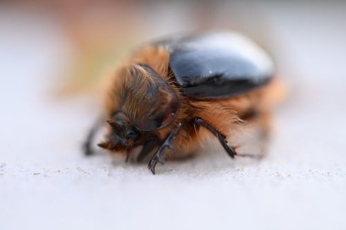 Free stock photo of little explorer, scarab beetle Stock Photo