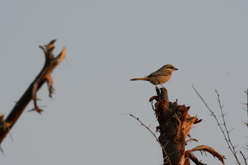 Free stock photo of bird, bird chirping, bird house