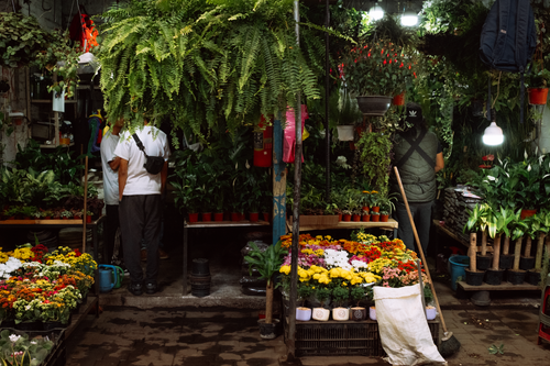 Free Colorful indoor flower market in Ciudad de México with diverse plants under warm lighting. Stock Photo