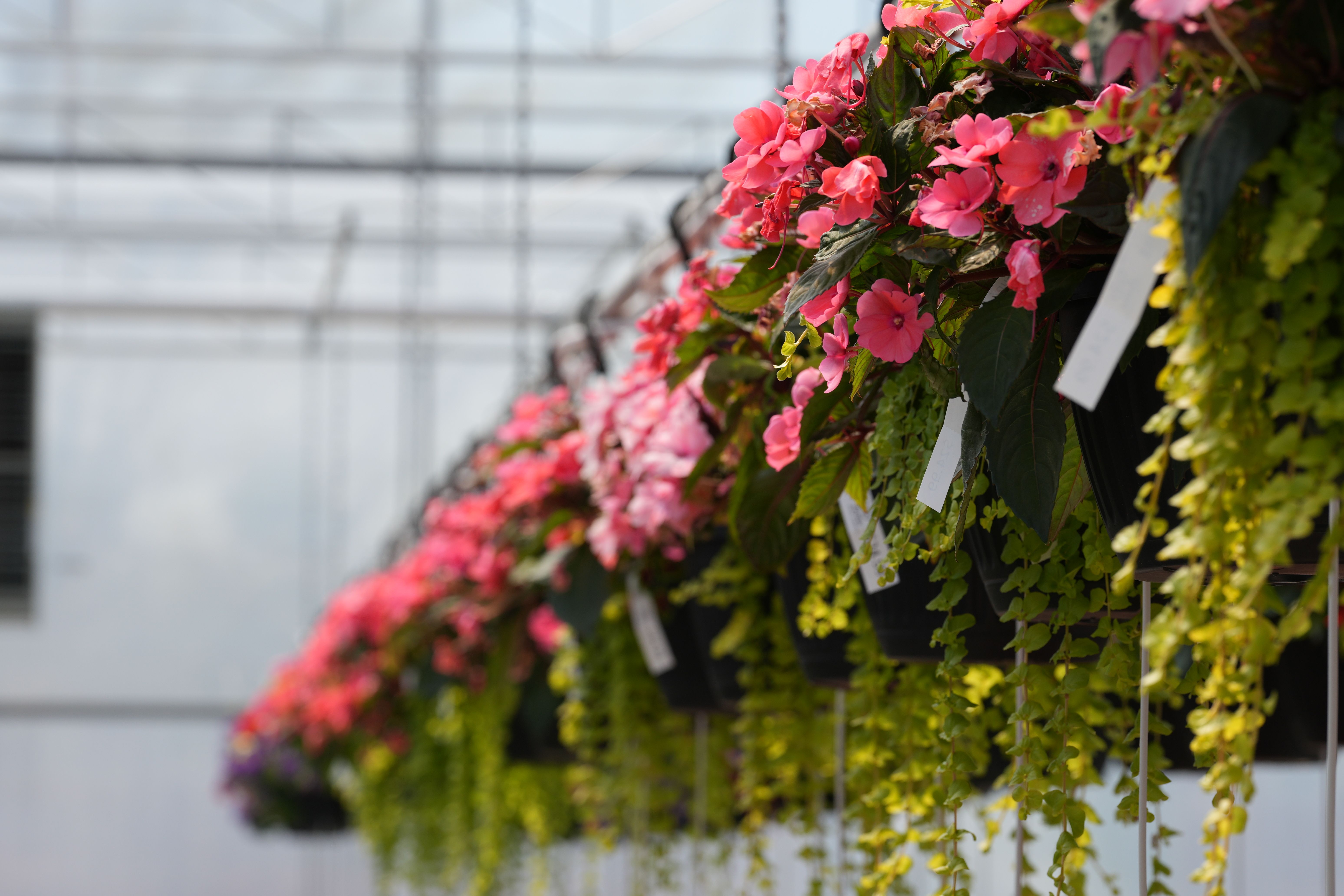 Verticale tuin met diverse hangplanten.