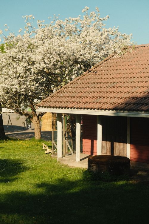 Free A rustic house with blossom trees in Kausala, Finland, during springtime. Stock Photo
