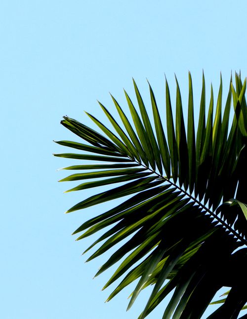 Free Minimalistic palm leaf silhouette with vivid blue sky background for nature-themed imagery. Stock Photo
