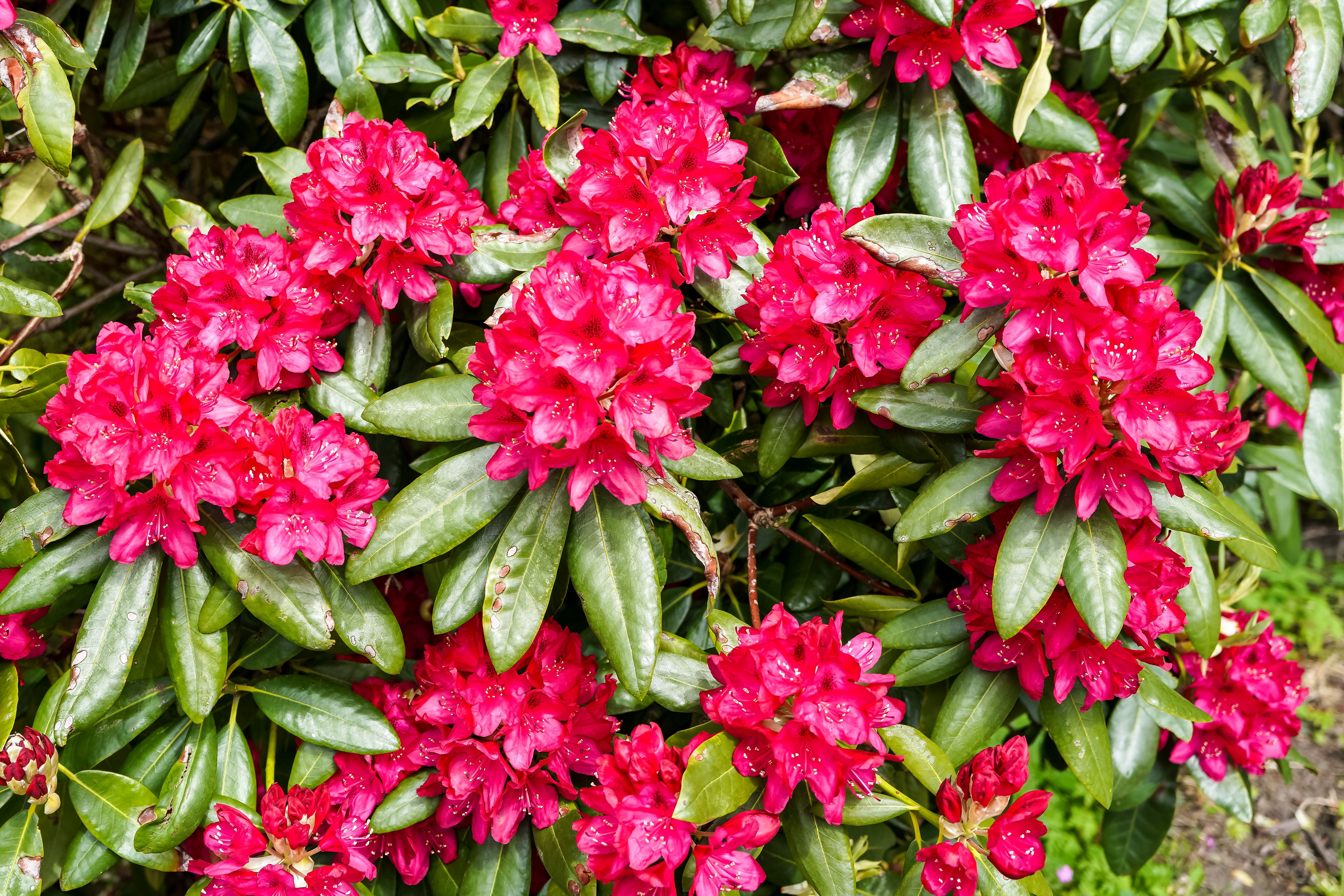 6.000+ Rhododendron Bilder und Fotos  Kostenlos Downloaden  Pexels Stock -Fotos